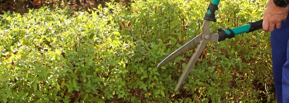 Small Hedge (Up to 4m)