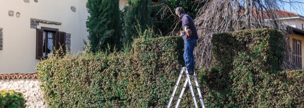 Large Hedge (Above 4m)