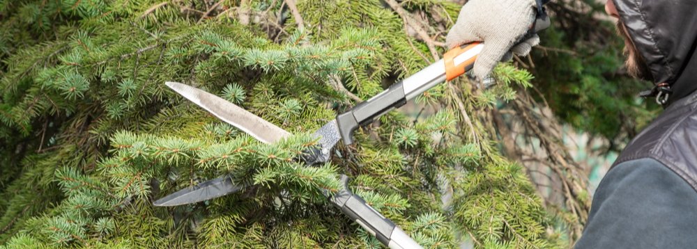 Hedge Trimming